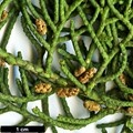 SpeciesSub: var. abramsiana